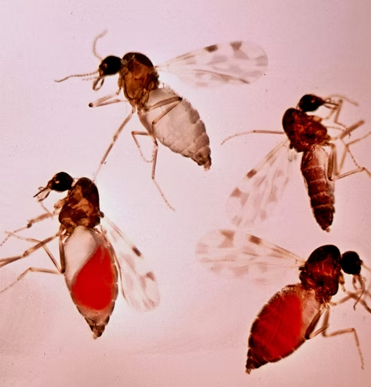 C. sonorensis picture