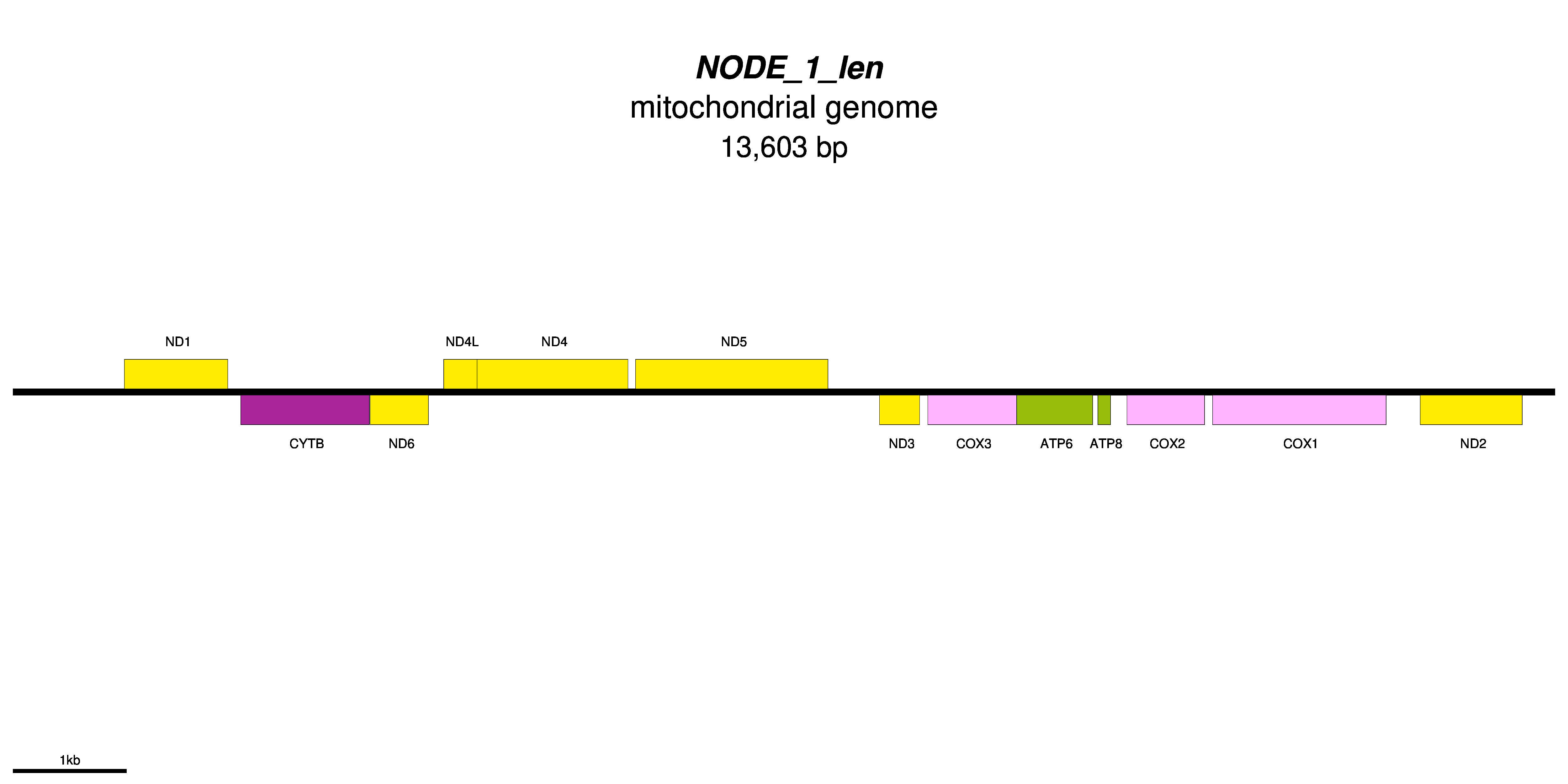 GeSeq Annotation of the primary contig Contig1