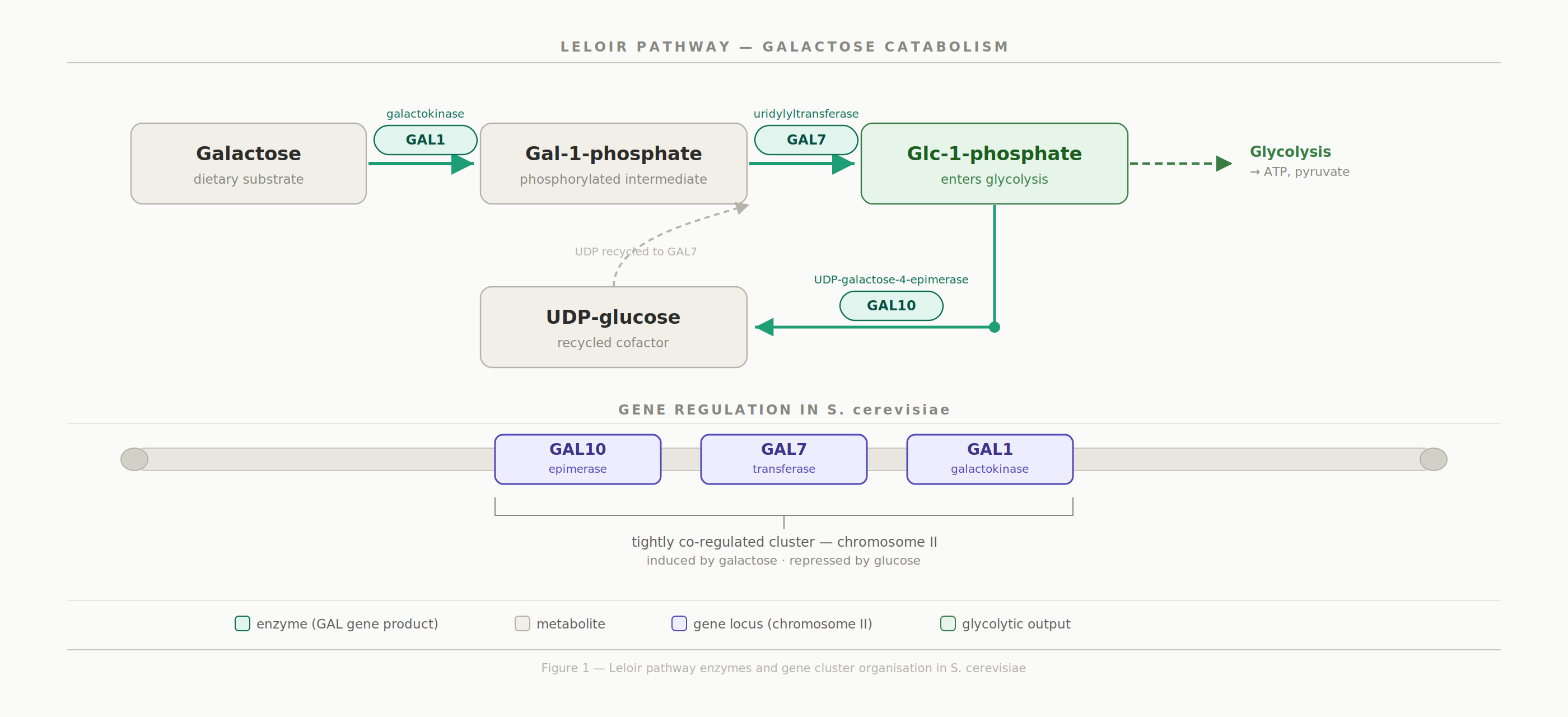 GAL cluster pathway