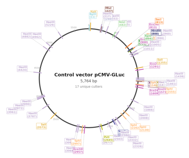 Annotated Plasmid map