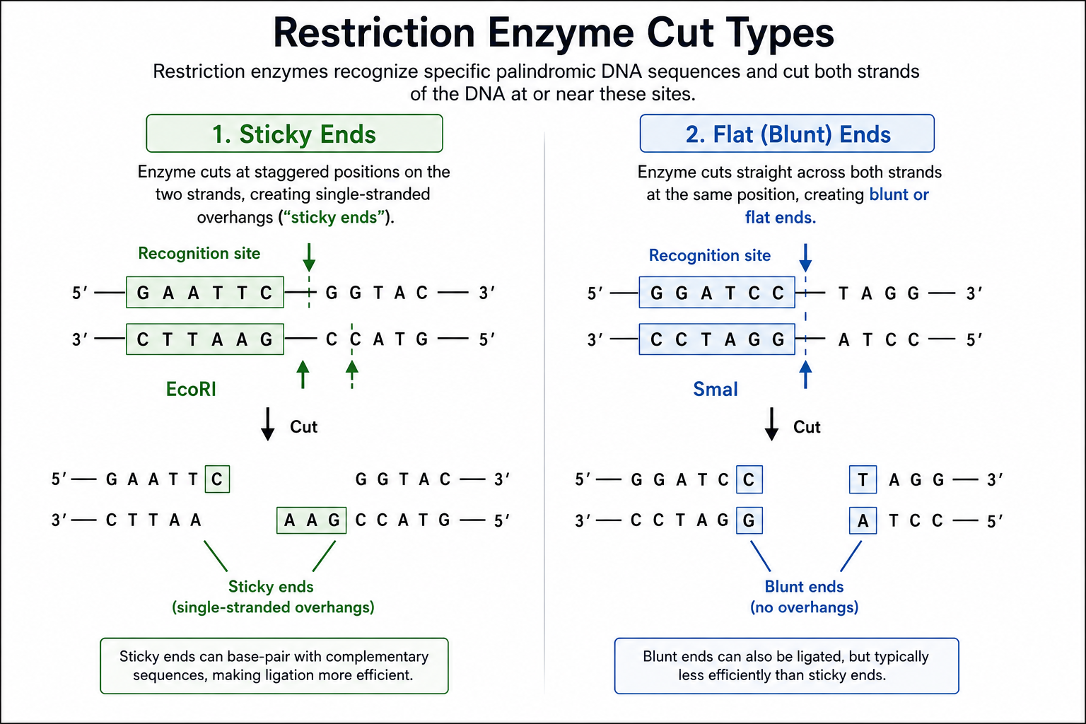 Restriction Enzyme cut diagram
