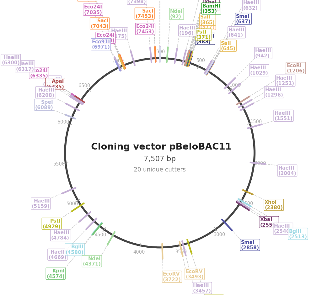 Annotated Plasmid map