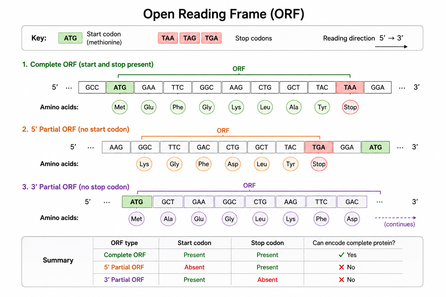 ORF diagram