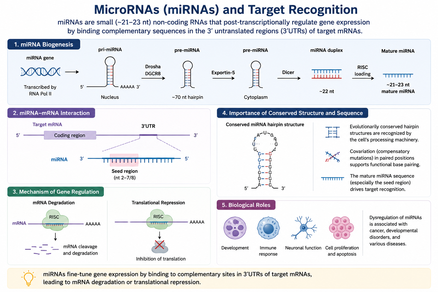miRNAs and Target Recognition diagram miRNA target recognition diagram