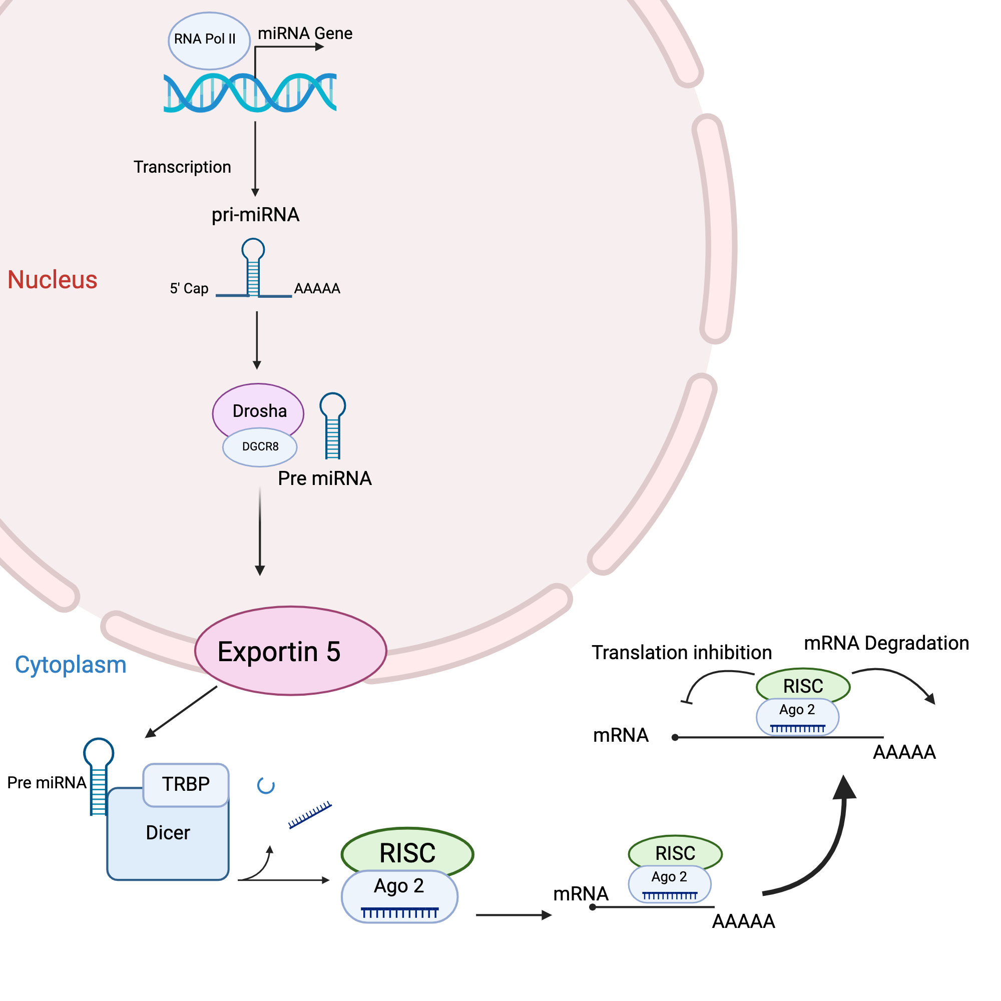 FARID, H. (2026) BioRender. miRNA cleavage diagram